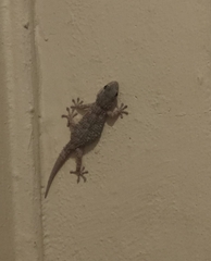 Tarentola mauritanica