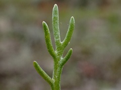 Brachyscome lineariloba