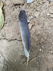 Urocissa erythroryncha
