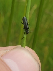 Dichelotarsus piniphilus