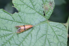 Macrostemum fastosum