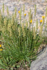 Plantago maritima serpentina