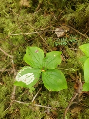 Phytomyza agromyzina group