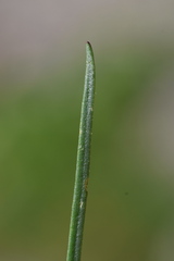 Plantago maritima serpentina