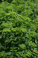 Sanguisorba dodecandra