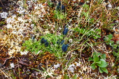 Gentiana glauca