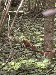 Sciurus vulgaris