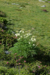 Molopospermum peloponnesiacum