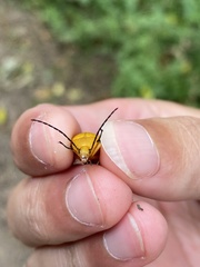 Cteniopinus