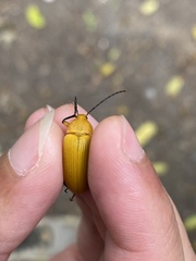 Cteniopinus
