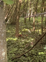 Sciurus vulgaris