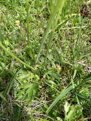 Ranunculus propinquus