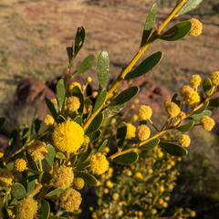 Acacia melleodora