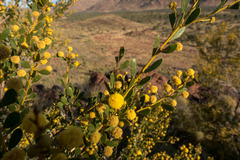 Acacia melleodora