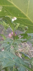 Solanum galeatum
