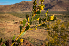 Acacia melleodora