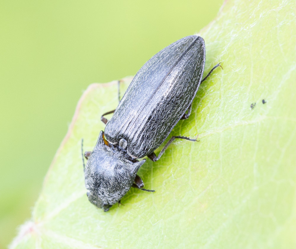 Paraphotistus impressus