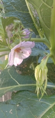 Solanum galeatum