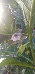 Solanum galeatum