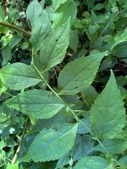 Veronicastrum axillare
