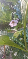 Solanum galeatum