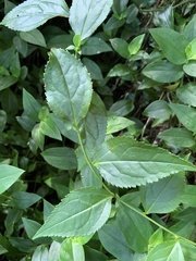 Veronicastrum axillare