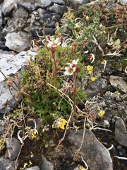 Saxifraga cespitosa