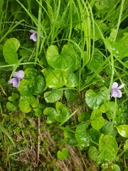 Viola epipsiloides