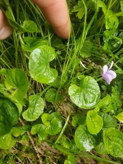 Viola epipsiloides