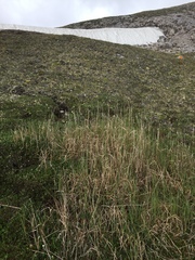 Arctagrostis latifolia