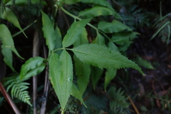 Atherosperma moschatum