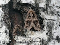 Chrysorithrum flavomaculata