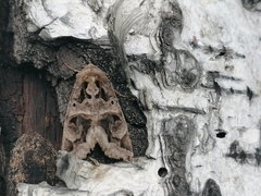 Chrysorithrum flavomaculata