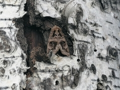 Chrysorithrum flavomaculata