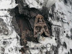 Chrysorithrum flavomaculata