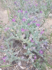Oxytropis lanata