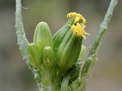 Senecio glossanthus