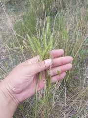 Agropyron cristatum