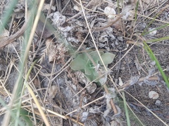 Orostachys malacophylla