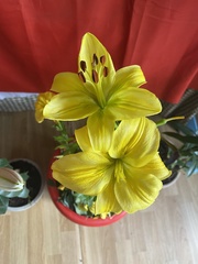 Lilium