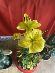 Lilium