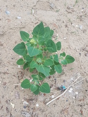 Chenopodium acuminatum