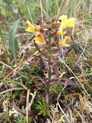 Pedicularis labradorica sulphurea