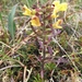 Pedicularis labradorica sulphurea - Photo (c) Bruce Bennett, some rights reserved (CC BY-NC), uploaded by Bruce Bennett