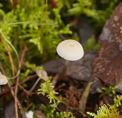 Mycena mijoi