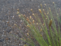 Fimbristylis polytrichoides