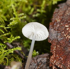 Mycena mijoi