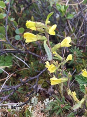 Pedicularis labradorica sulphurea
