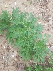 Artemisia sieversiana
