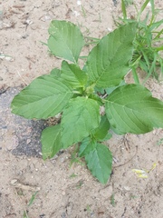 Amaranthus retroflexus